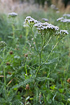 Foto af Almindelig Rllike (Achillea millefolium). Fotograf: 