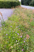 Road verge with good amounts of flowering Field Scabious