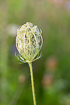 Inflorescense of a Wild Carrot