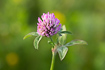 Photo ofRed Clover (Trifolium pratense). Photographer: 