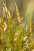 Photo ofPointed Spear-moss (Calliergonella cuspidata). Photographer: 