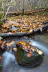 Danish forest stream in autumn