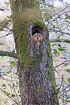 Tawny owl in a hollow oak tree