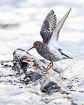 Purple sandpipers with lifted wings