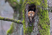 Tawny owl in hollow tree