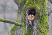 Tawny owl in hollow oak