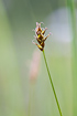 Foto af Tvebo star (Carex dioica). Fotograf: 