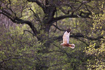 Photo ofWestern Marsh Harrier (Circus aeruginosus). Photographer: 