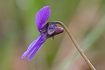Photo ofBog Violet (Swamp Violet) (Viola uliginosa). Photographer: 