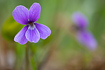 Flower of a Bog Violet