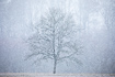 Tree in snowy weather