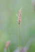 Photo ofDioecious Sedge  (Carex dioica). Photographer: 