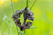 Eyed Hawk-Moths - Mating