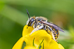 Photo ofEuropean wool carder bee (Anthidium manicatum). Photographer: 