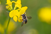 Photo ofEuropean wool carder bee (Anthidium manicatum). Photographer: 