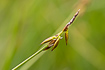 Photo ofFlea Sedge (Carex pulicaris). Photographer: 