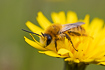 Male Pantaloon Bee gathering pollen