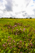 Meadow with lots of flowers of Marsh Lousewort and Ragged Robin