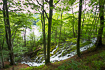 Beech forest with waterfall in Plitvice National Park in Croatia