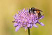 Photo ofLarge scabious mining bee (Andrena hattorfiana). Photographer: 