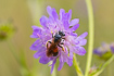 Foto af Blhatjordbi (Andrena hattorfiana). Fotograf: 