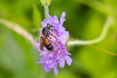 Large Scabious Mining Bee.