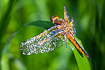 Scarce Chaser with dew droplets