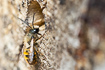 Photo ofRed Mason Bee (Osmia bicornis (syn. Osmia rufa)). Photographer: 