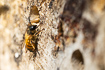 Photo ofRed Mason Bee (Osmia bicornis (syn. Osmia rufa)). Photographer: 