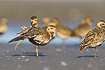 European Golden Plover stretching its wing