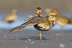 European Golden Plover stretching its wing