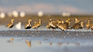 European Golden Plovers resting during autumn migration in late summer