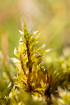 Photo ofWoolly feather-moss (Tomentypnum nitens). Photographer: 