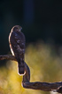 Foto af Spurvehg (Accipiter nisus). Fotograf: 