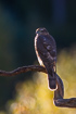 Foto af Spurvehg (Accipiter nisus). Fotograf: 
