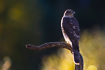 Photo ofSparrowhawk (Accipiter nisus). Photographer: 