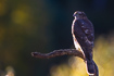 Beautiful sparrowhawk