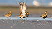 Golden Plovers in summer plumages