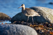 Young Bar-tailed Godwit photographed during autumn migration