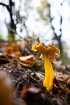 Yellow Foot/ Funnel Chantarelle on forest floor