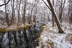 Stream through alder forest in winter