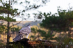 Foto af Duehg (Accipiter gentilis). Fotograf: 