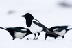 Magpies in snowcovered landscape