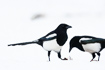 Magpies on snow