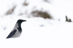 Hooded crow on snow