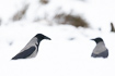 Hooded crows on snow
