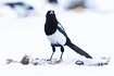 Magpie on snow