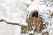 Tawny owl during snowfall