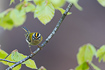 Common firecrest in beech forest