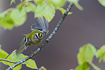 Foto af Rdtoppet fuglekonge (Regulus ignicapilla). Fotograf: 